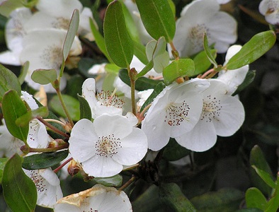 leatherwood flower